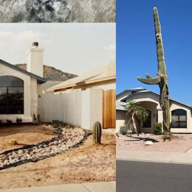 „Ezt a Saguaro kaktuszt a szüleim ültették 30 évvel ezelőtt és most megtaláltam az egyik régi fényképükön."