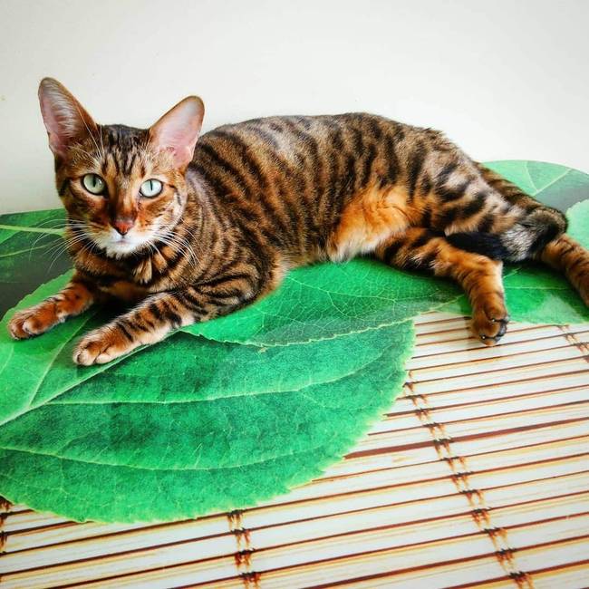 Toyger