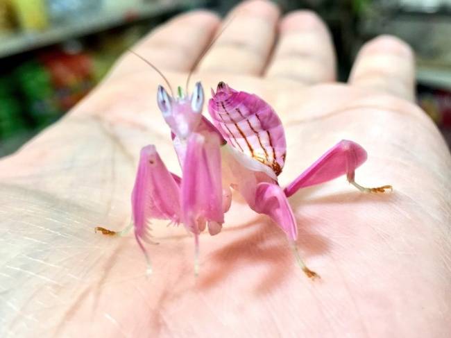 Orchidea virág? Nem éppen, ez pusztán egy megtévesztő imádkozósáska!