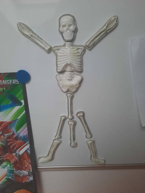 „Ez az öcsém által összeállított csontváz."