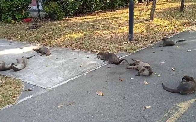 Nálunk macskák vannak az utcákon, Szingapúrban vidrák.