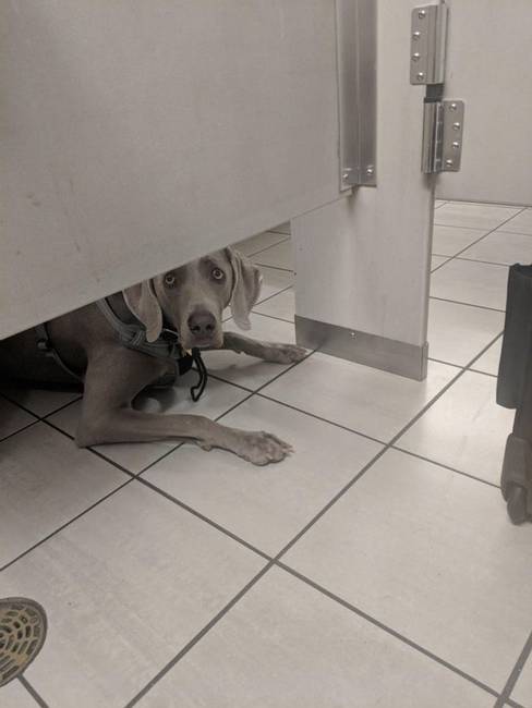„Ez a kutya állandóan kémkedett utánam, miközben a repülőtér WC-jében voltam."