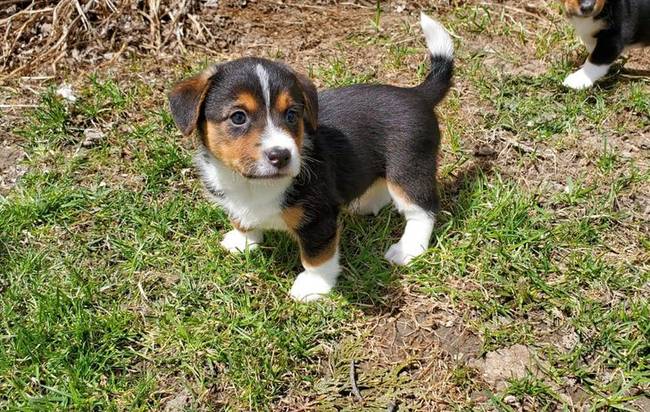 Aprócska lábai ellenére ez a Jack Russell Terrier és Corgi keverék még mindig nagyon jó futó.