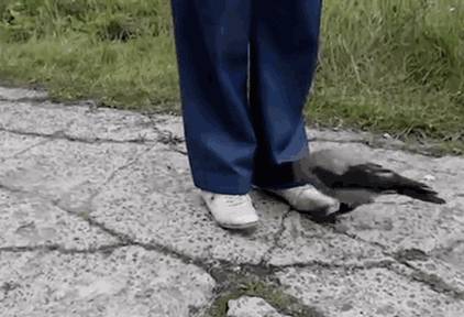 Körmönfontan ravasz… :D
