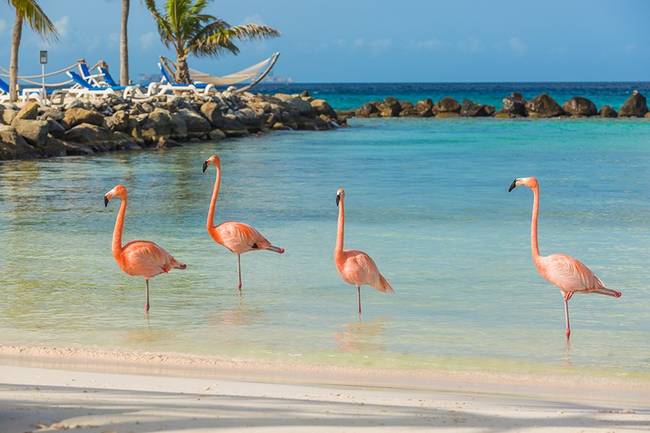 A flamingók azért állnak egy lábon, mert így könnyebb megőrizni az egyensúlyukat. Kutatások bebizonyították, hogy az egy lábra állt állatoknak semmilyen izomra nem volt szükségük ahhoz, hogy megtartsák az egyensúlyukat, míg a két lábon álló flamingók a művelet közben több izomcsoportot is dolgoztattak.
