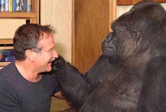 A jelnyelvet beszélő gorilla, aki megválaszolta a halál kérdését.
