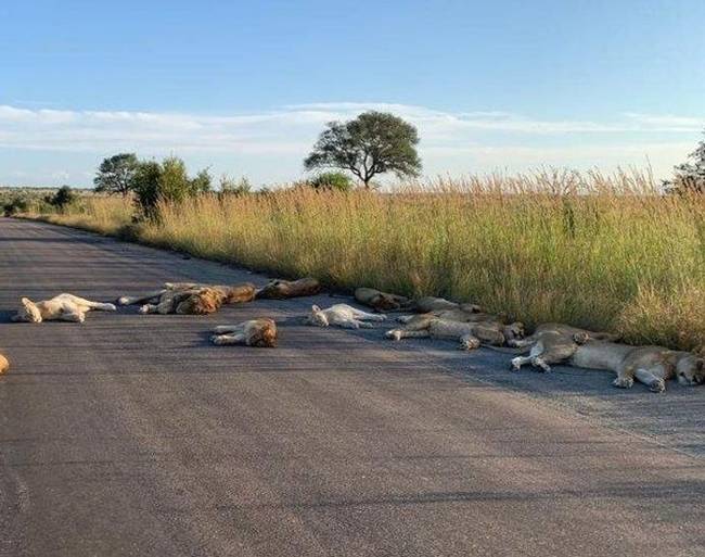Nyilvánvaló, hogy a dél-afrikai oroszlánok szeretnek a meleg aszfalton sziesztázni.