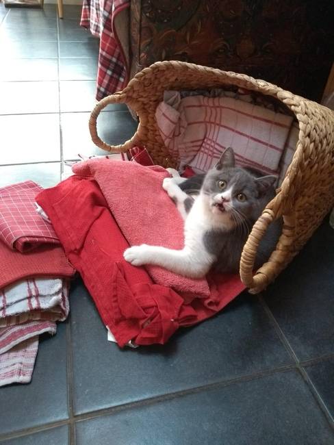 A macska felborult a kosárral, és nyilvánvalóan nem állt készen az események ilyen váratlan fordulatára.