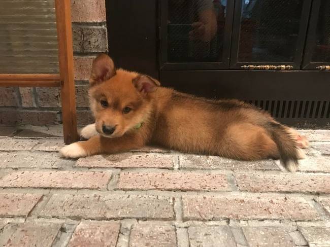 Yoshi minden szépséget az őseitől (corgi és malamut) örökölt.