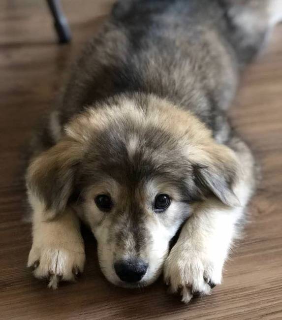 Félig malamut, félig golden retriever, viszont teljes egészében imádnivaló.