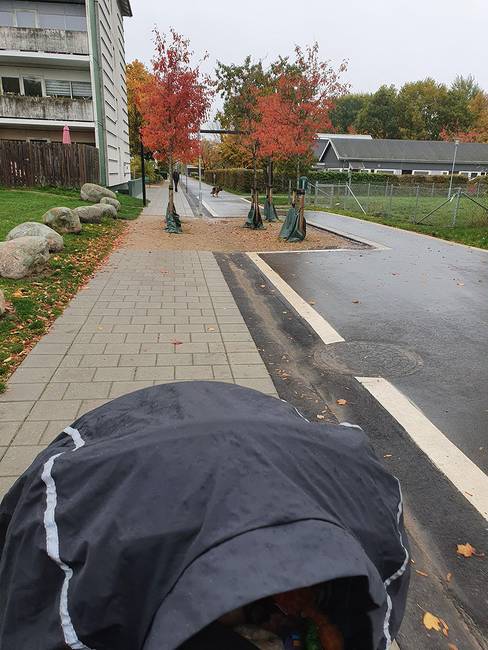 „A nap, amikor fákat ültettek a környékünkön."