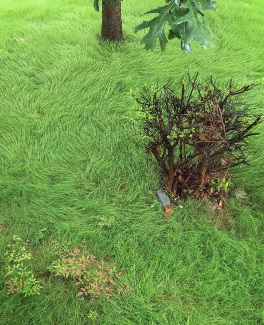 Az eső miatt a fű úgy néz ki, mint egy Van Gogh festmény.