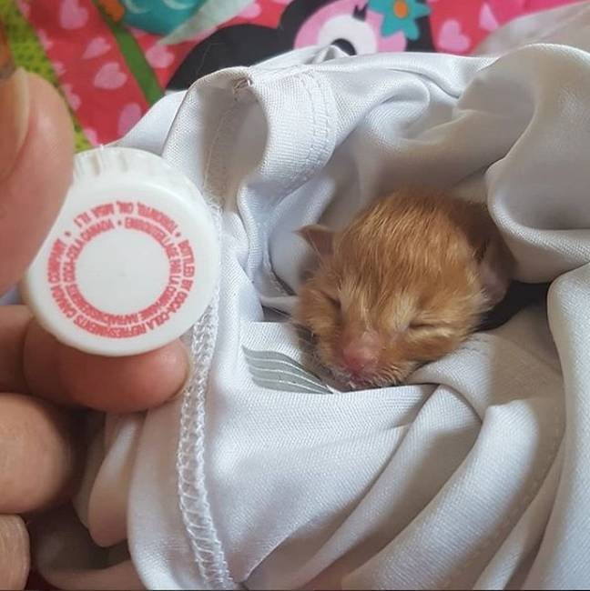 Egy újszülött kiscica fejének a mérete egy üdítős palack kupakjához képest.