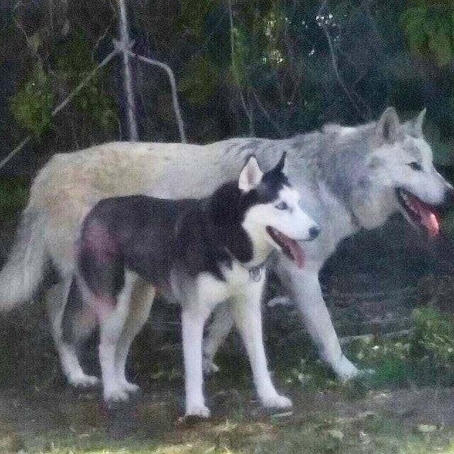 Egy husky és egy farkas mérete közti különbség.