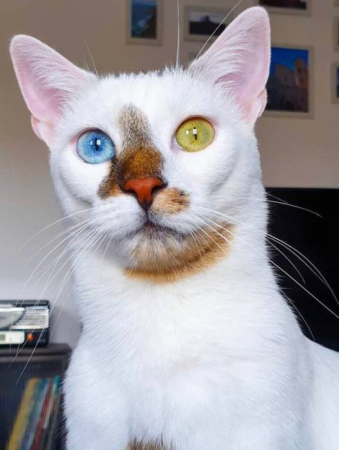 Amikor az anyatermészet úgy döntött, hogy Van Gogh és Picasso műveit egyesíti.