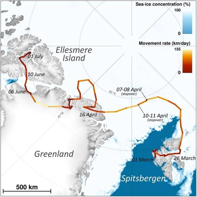Egy sarkvidéki róka GPS-szel rögzített mozgása, aki 3 hónap alatt 3500 kilométeres utat tett meg a hó és jég borította területeken.