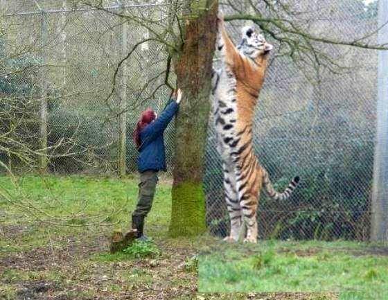 Egy szibériai tigris mérete egy ember méretéhez képest.