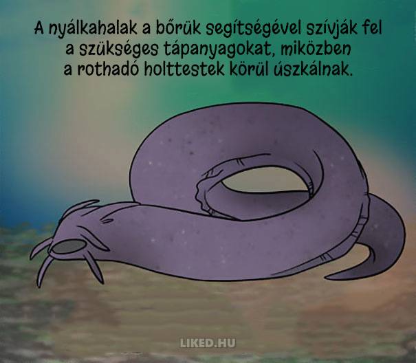 20 őrült tény az állatokról, amit nem tanítottak meg nekünk az iskolában