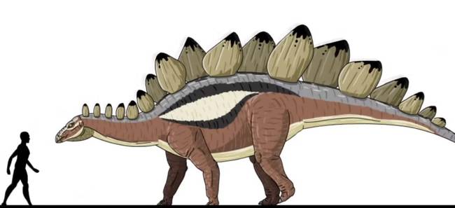 A Stegosaurus az egyik legismertebb dinoszaurusz faj. Növényevő volt, és a hátsó lábaira állva akár a 6 métert is elérte, így nem jelentett számára problémát a fák lombozatának elfogyasztása.