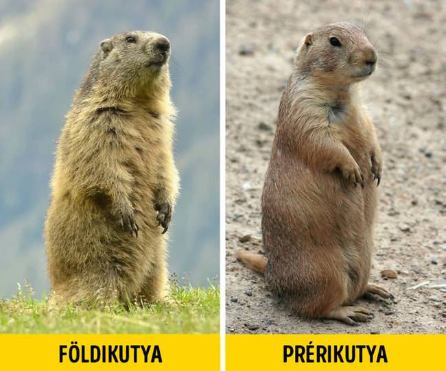 Földikutya vagy prérikutya