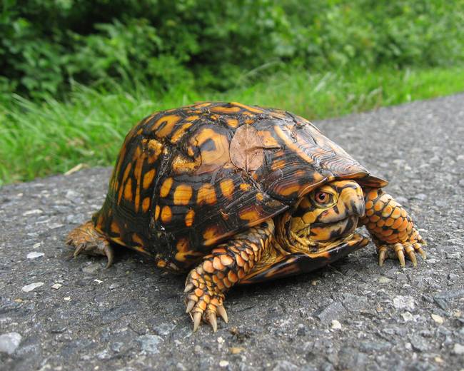 Ha egy nyugati dobozteknőst hazaviszünk magunkkal, majd megunjuk és valahol kirakjuk a természetben, a teknős valószínűleg elpusztul, mivel megpróbálja megkeresni az eredeti otthonát.