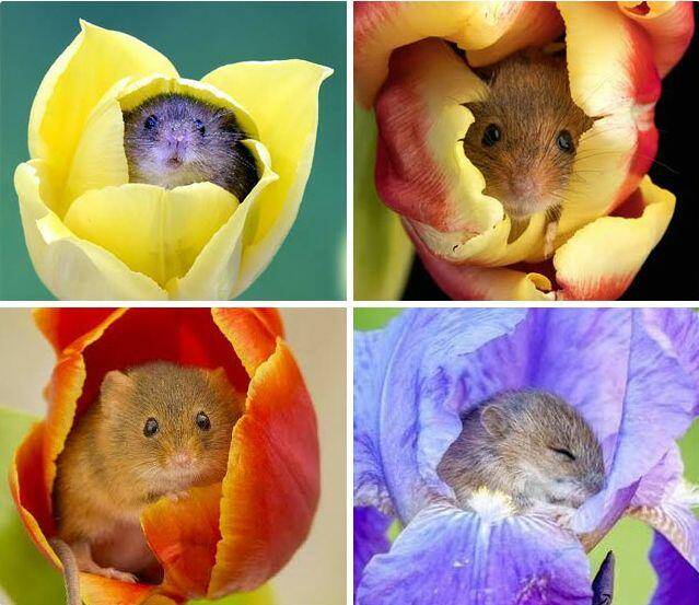 A kis mezei egerek gyakran a virágok belsejében alszanak. Szeretik az illatukat, és egyszerűen elalszanak pollen evés közben.