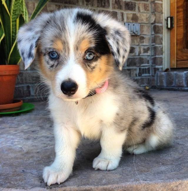 Ez a félig corgi, félig ausztrál juhászkutya azért jött, hogy elrabolja a szíved.