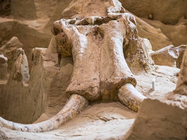 Miért halt ki a megafauna?