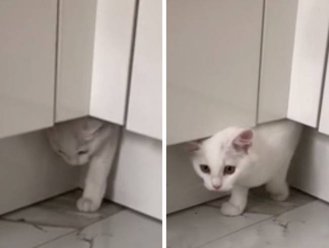 „A nagynéném macskája 2 órára eltűnt. Itt rejtőzött...”