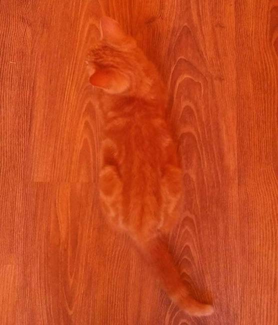 Macska a padlón.