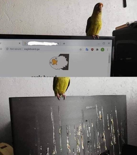 Meglepetés egy aranyos kismadártól.