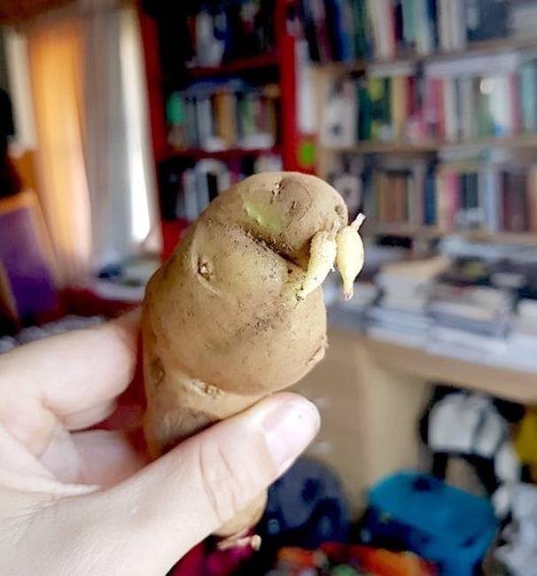 Egy burgonya, ami épp úgy néz ki, mint egy rozmár.