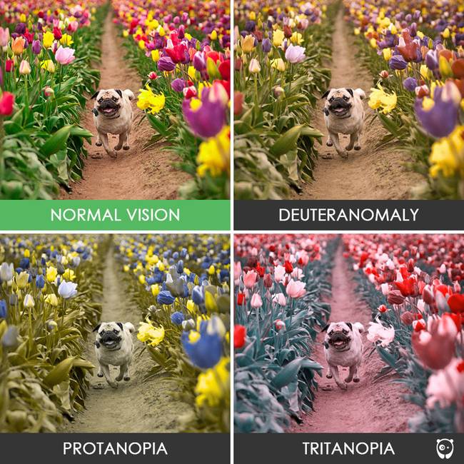 Mopsz a tulipánmezőn.