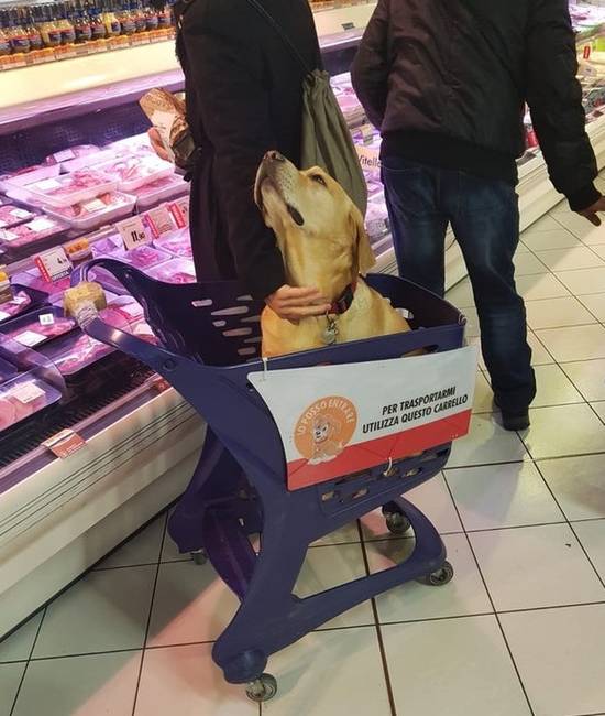 Néhány olasz élelmiszerboltban speciális kutyás bevásárlókocsikat is találunk.