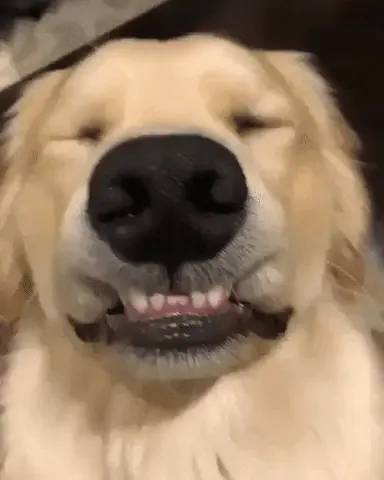 dog good
