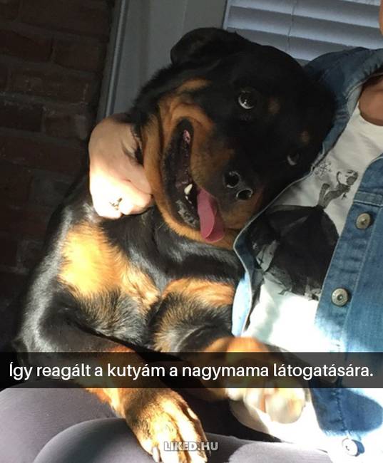 16 kutyás Snapchat-üzenet, ami kétségkívül jobb hellyé tette az internetet