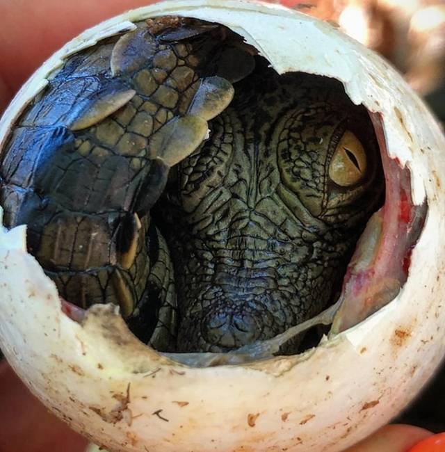 Éppen kikelő Nílusi krokodil.
