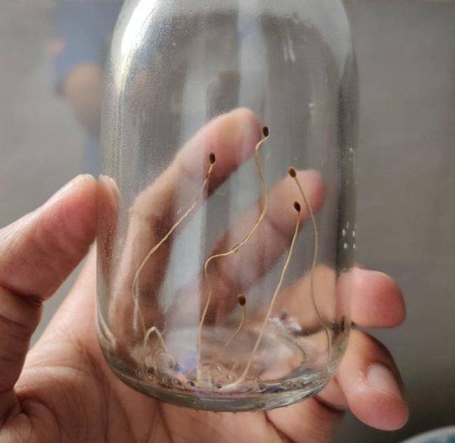 „A chia magos ital alján maradt magok néhány hónap múlva kicsíráztak."