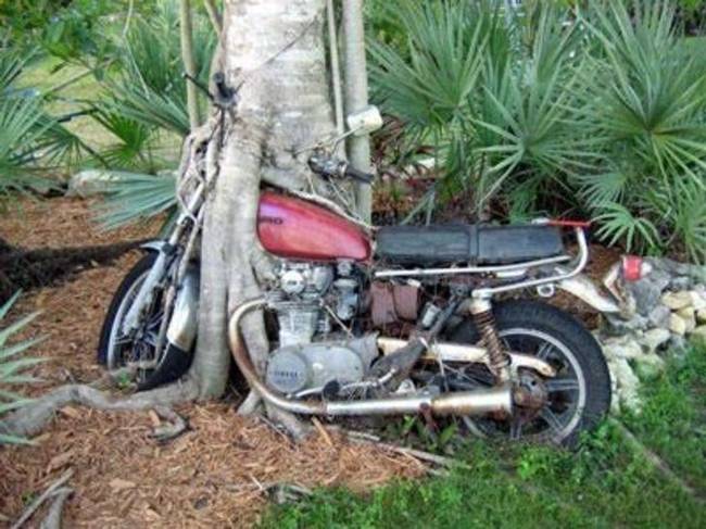 Semmi sem fogja megállítani egy fa növekedését, még egy elhagyott motorkerékpár sem.