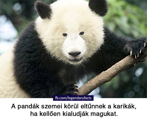 20 vicces tény a világról, melyek akár igazak is lehetnének