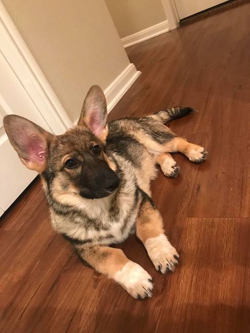 „Ő az új kölyökkutyám, Finn. Félig corgi, félig németjuhász."