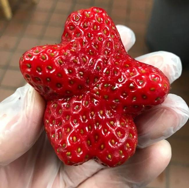 Láttál már olyan epret, ami úgy néz ki, mint egy tengeri csillag?