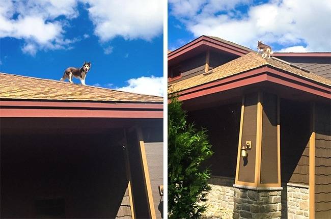 „A barátnőm sehol sem találta a kutyánkat, majd az egyik szomszédunk felhívta őt telefonon...”