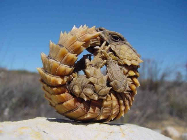 Armadilló-gyík.
