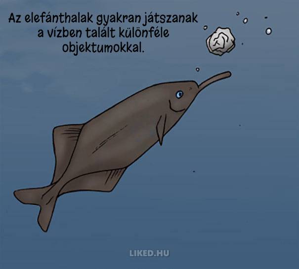 20 őrült tény az állatokról, amit nem tanítottak meg nekünk az iskolában