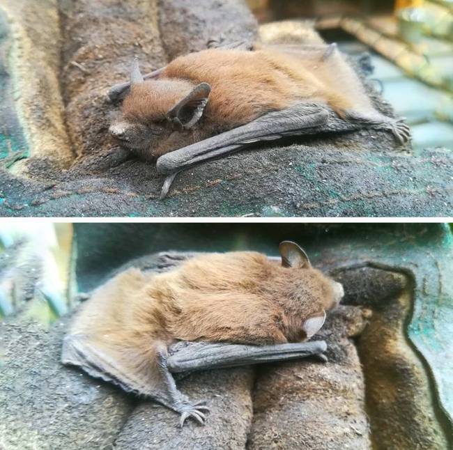 „Ezt a kis Batman-t találtam kandallótisztítás közben a kéményben. Betettem egy fészerbe, és vizet is raktam mellé."
