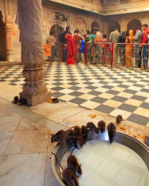 Indiában sok állatot szentként kezelnek, például a patkányokat, amiket a Karni Mata templomban egyenesen imádnak az emberek.