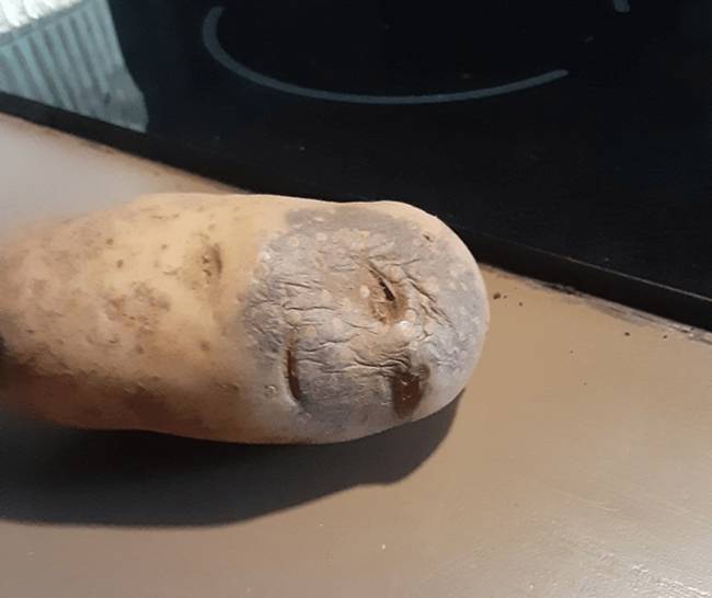 „Nem tudom, hogy főzzem meg, vagy vigyem kórházba."