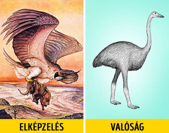 Mennydörgésmadár (Roc) - elefántmadár