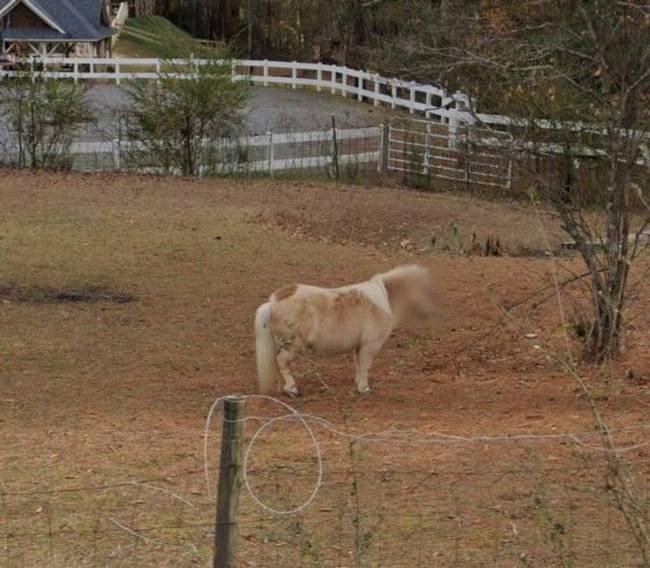 „A Google Street View elmosta a lovam arcát."